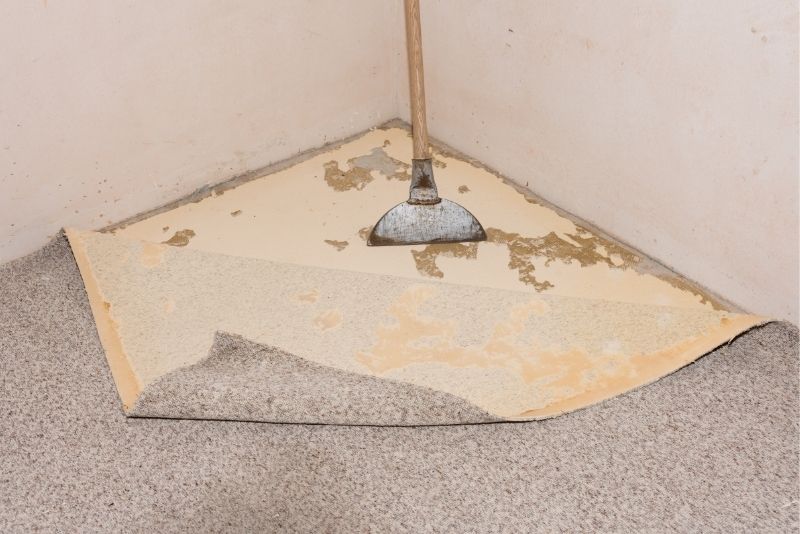 Mould & Allergen Removal