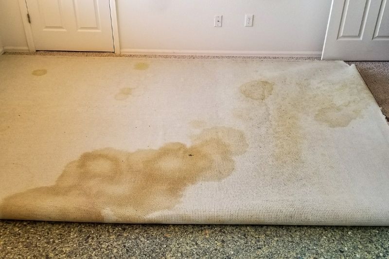 Scotchgard Carpet Protection