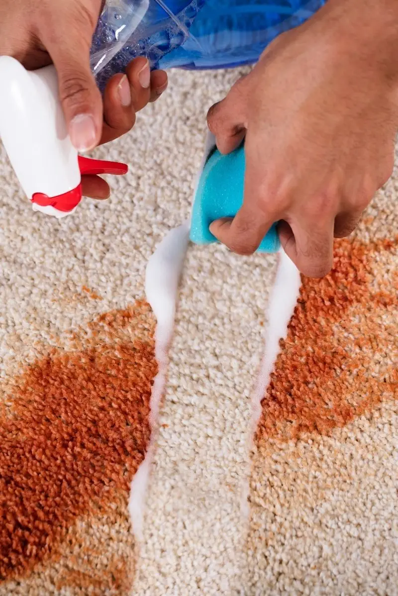 Carpet Cleaning Built for Beachside Tamarama