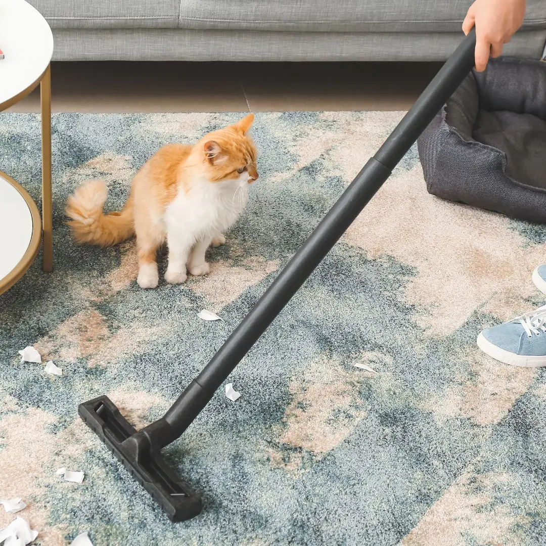 Carpet Cleaning Watsons Bay On Call Carpet Cleaning